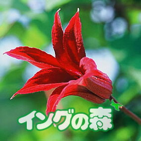 楽天市場 花の苗物 種類 植物 クレマチス 人気ランキング1位 売れ筋商品 楽天市場 花の苗物 種類 植物 クレマチス 人気ランキング1位 売れ筋商品